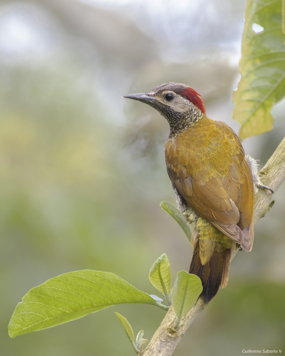 Golden-olive Woodpecker - ML107491781