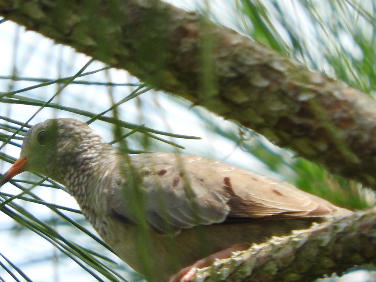 Common Ground Dove - Cate Igo