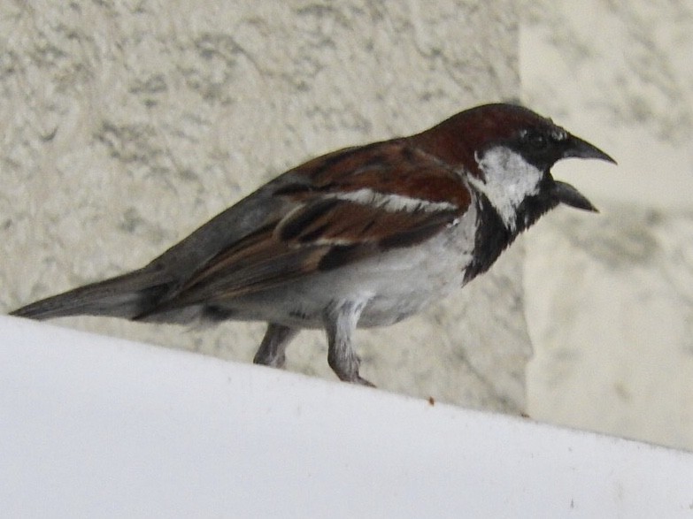 House Sparrow - Cate Igo