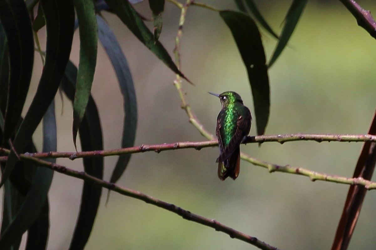 Tyrian Metaltail - ML107502091