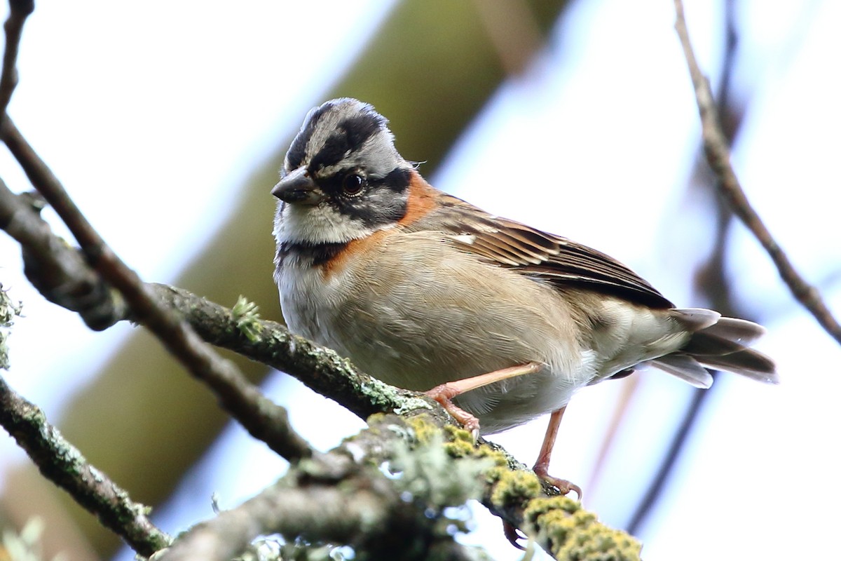 Rufous-collared Sparrow - David Bird