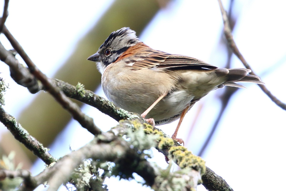 Rufous-collared Sparrow - ML107502411