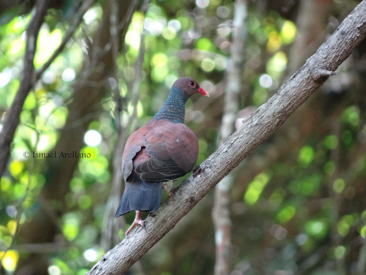 Scaled Pigeon - Ichi Wildlife Tours