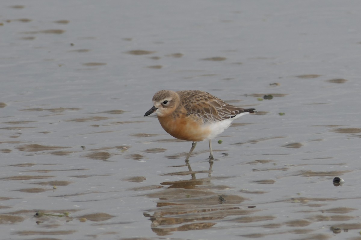 Red-breasted Dotterel - ML107507351