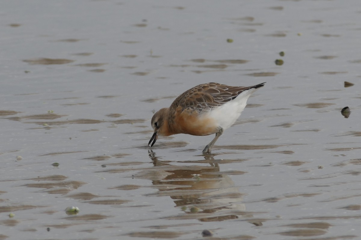 Red-breasted Dotterel - ML107507391