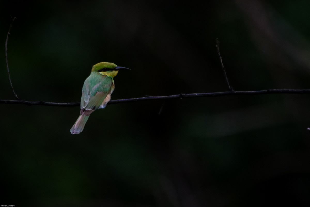 Asian Green Bee-eater - ML107507961