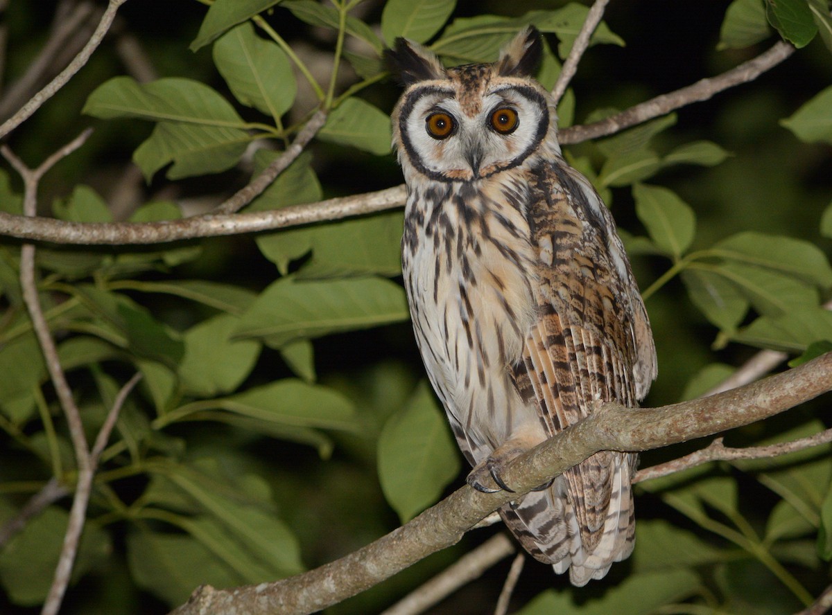 Striped Owl - ML107508511