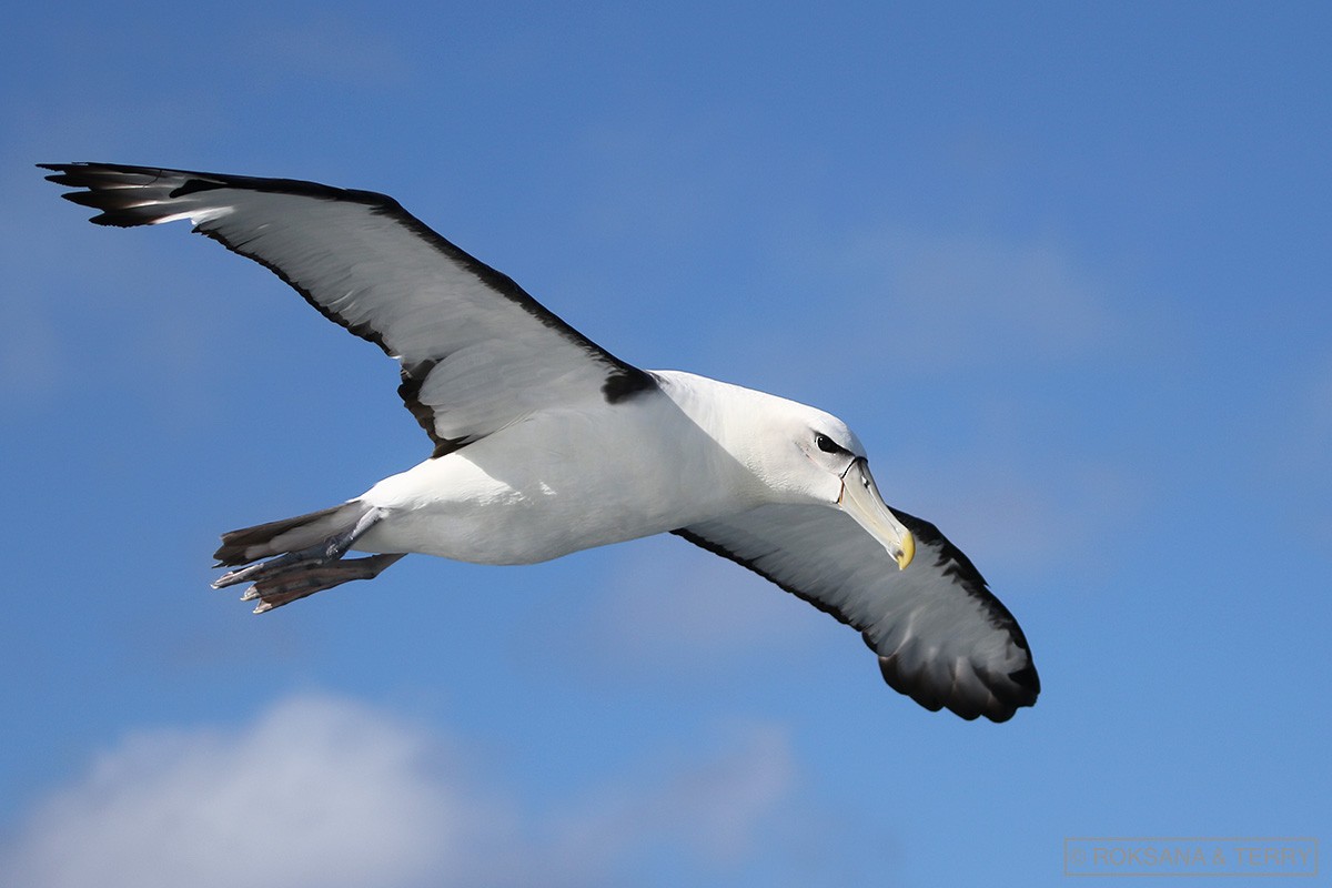 White-capped Albatross - Roksana and Terry