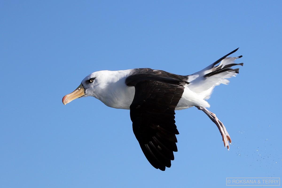Black-browed Albatross (Campbell) - ML107508741