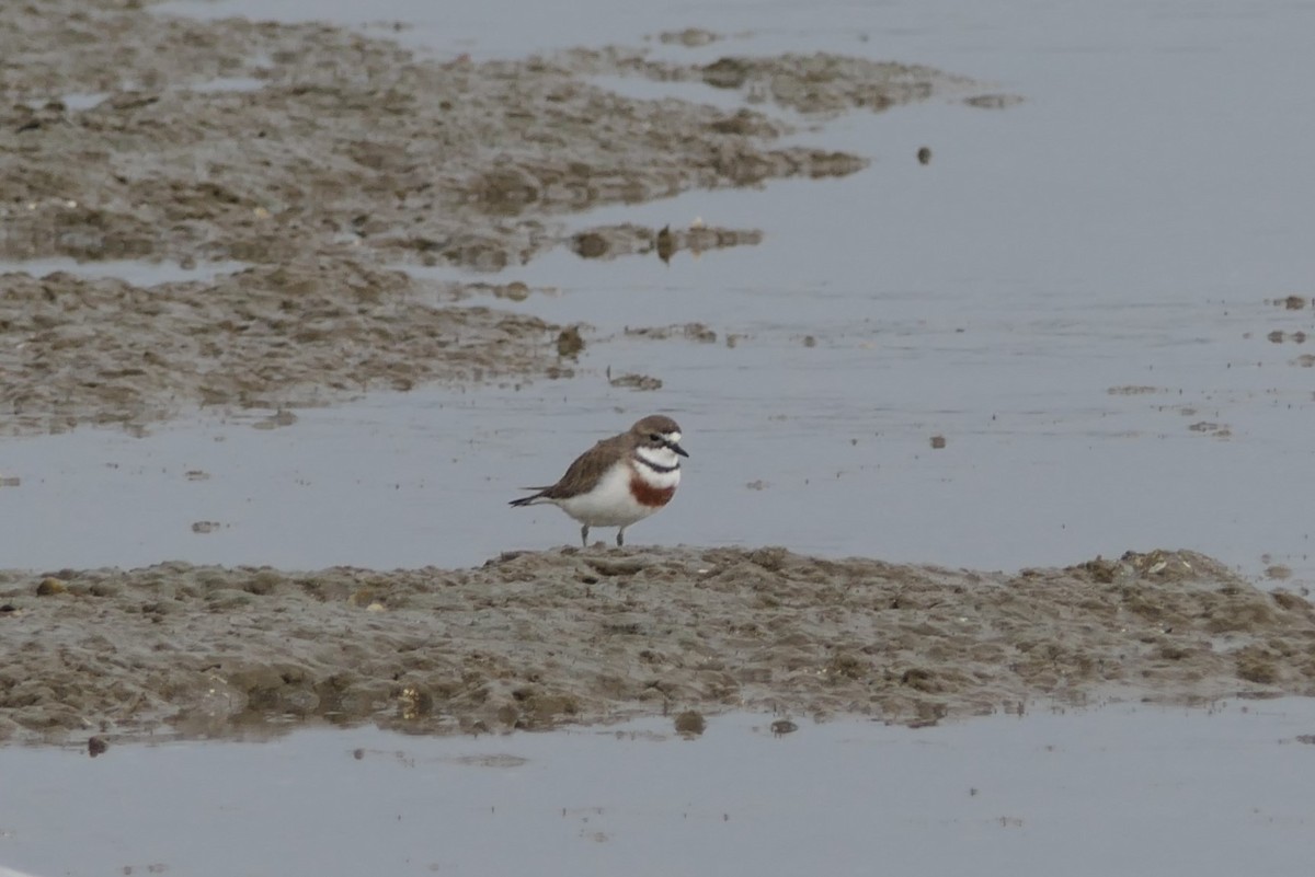 Double-banded Plover - ML107508931