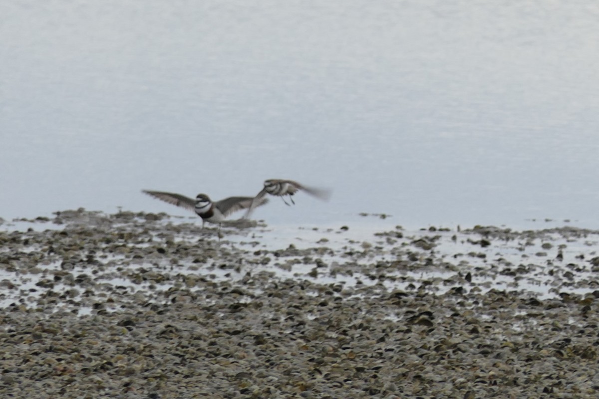 Double-banded Plover - ML107508981