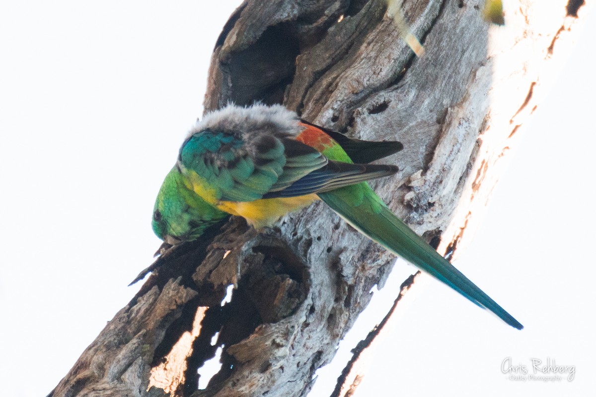 Red-rumped Parrot - Chris Rehberg  | Sydney Birding