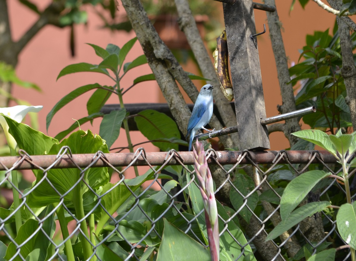 Blue-gray Tanager - ML107510781