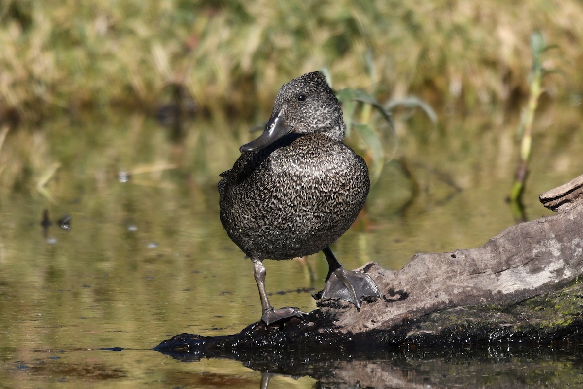 Freckled Duck - ML107514101