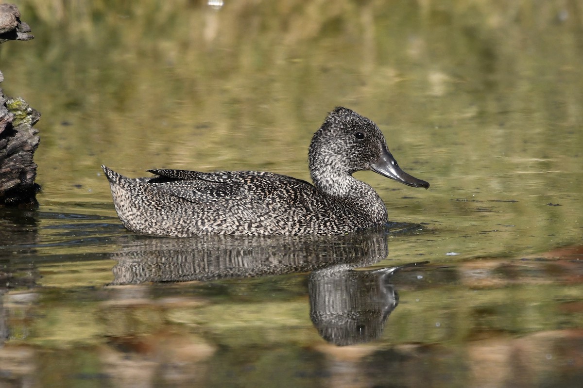 Freckled Duck - ML107514121