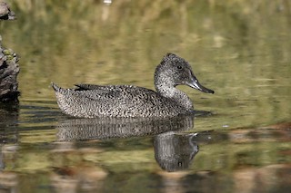 Freckled Duck, ML107514121