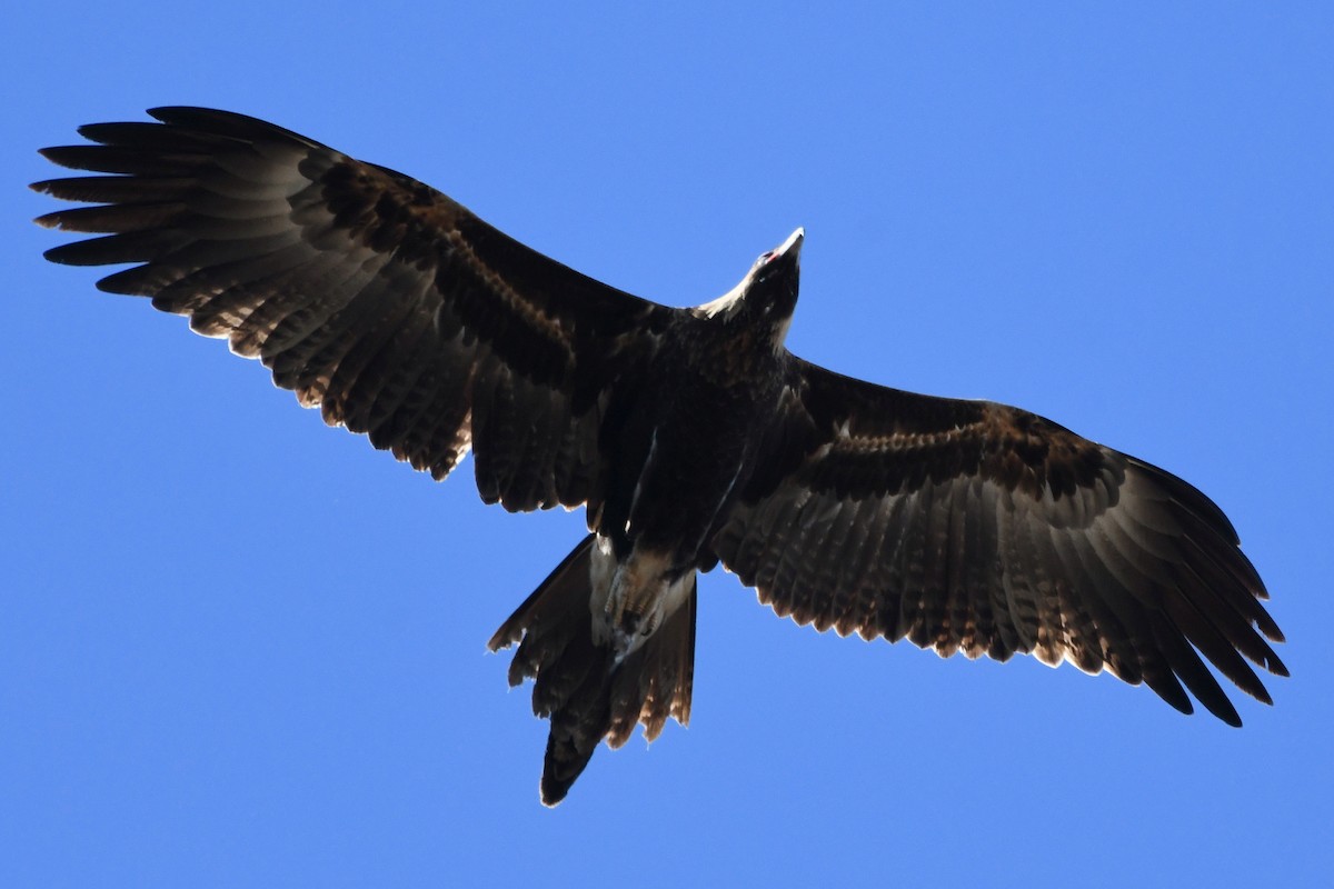 Wedge-tailed Eagle - Wayne Schulz