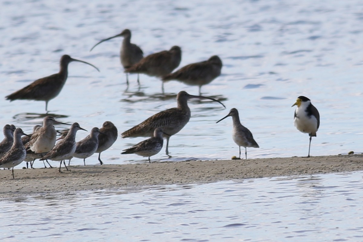 Asian Dowitcher - ML107514451
