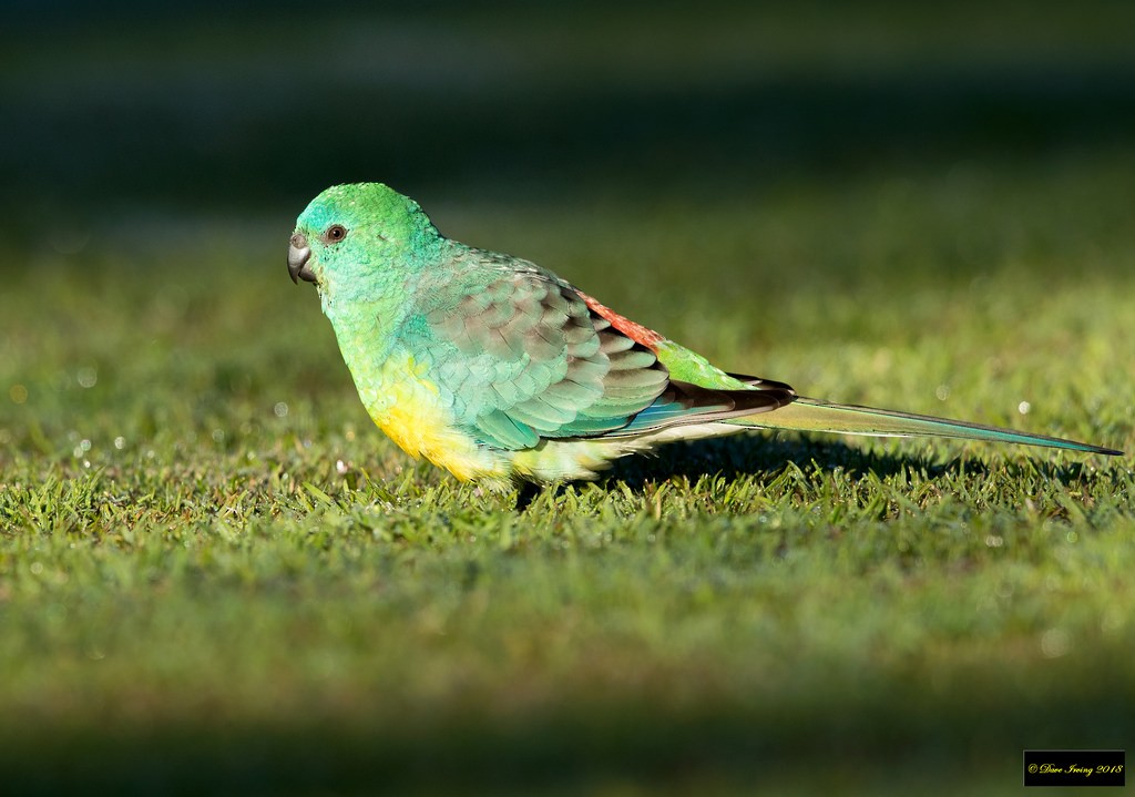 Red-rumped Parrot - David Irving