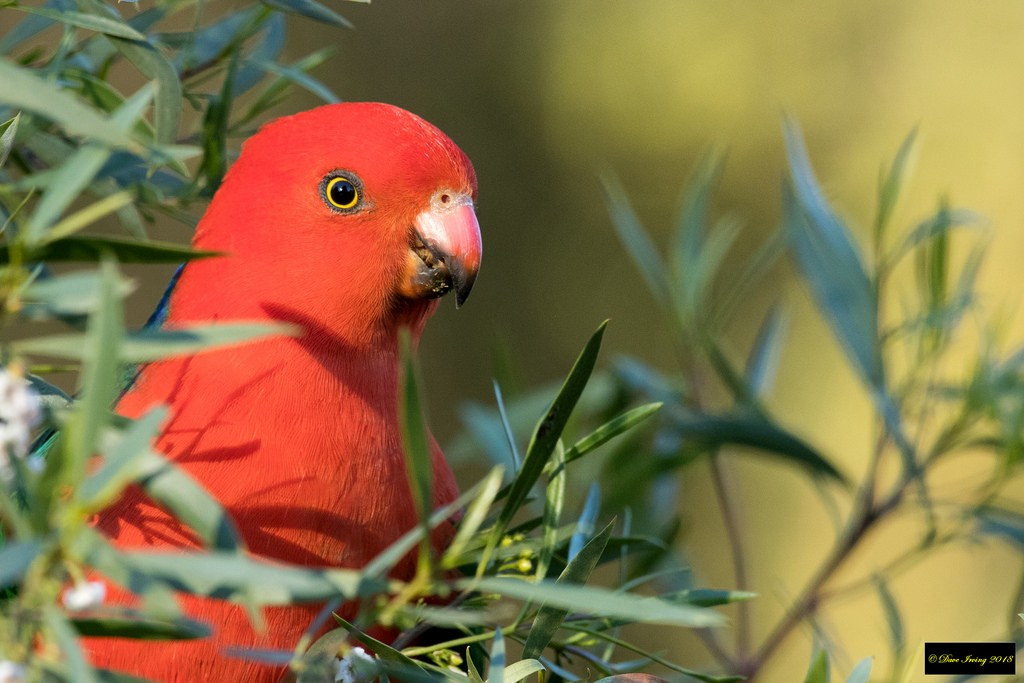 Australian King-Parrot - David Irving