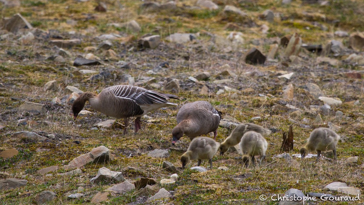 Pink-footed Goose - Christophe Gouraud