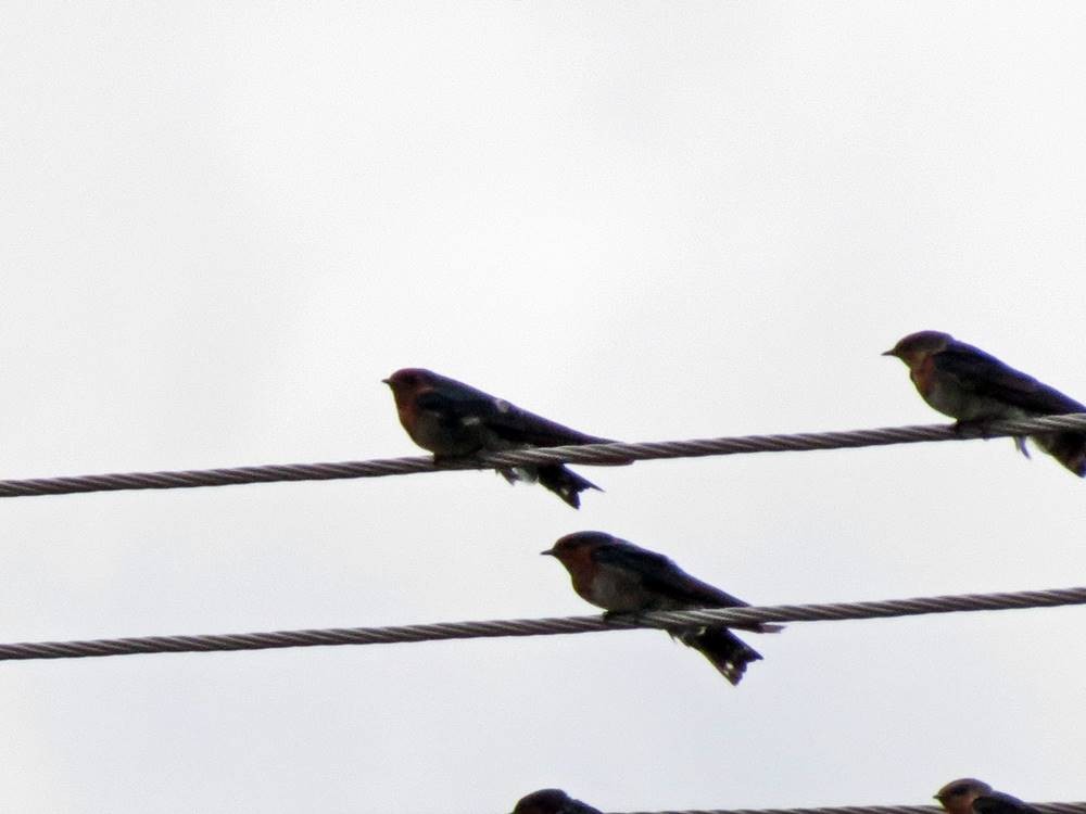 Hill Swallow - Coimbatore Nature Society