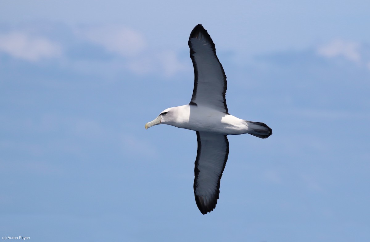 White-capped Albatross - Aaron Payne
