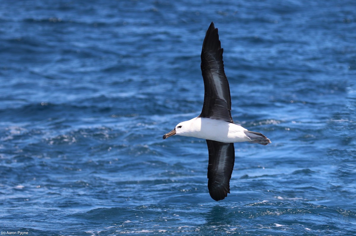 Black-browed Albatross - Aaron Payne