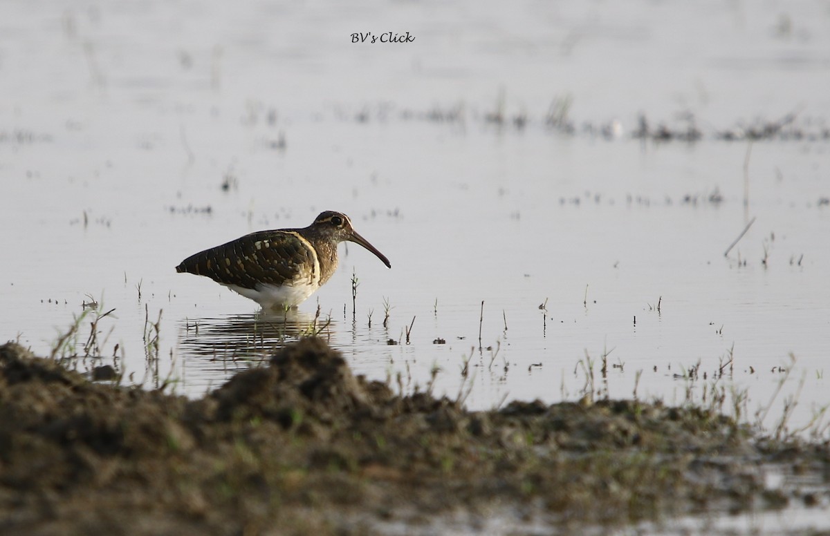 Greater Painted-Snipe - ML107520621