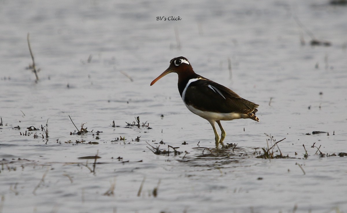 Greater Painted-Snipe - ML107520741