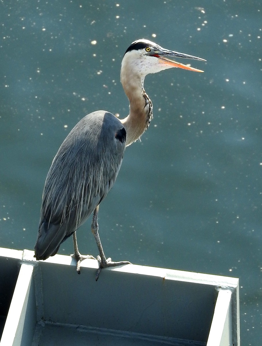 Great Blue Heron (Great Blue) - Eric Haskell