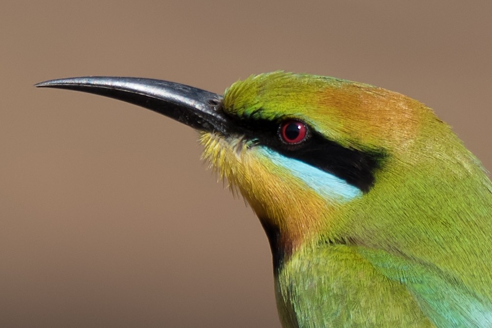 Rainbow Bee-eater - Hayley Alexander