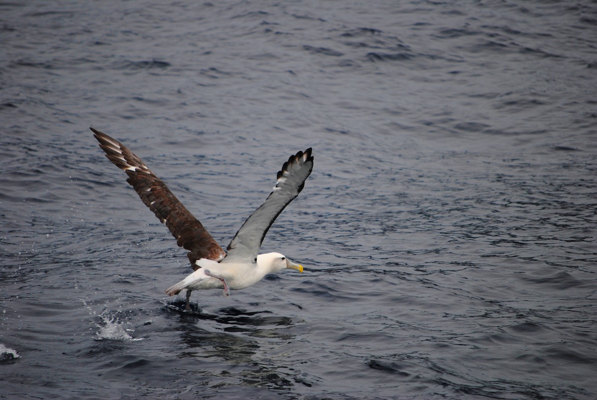 White-capped Albatross - Shaun Doecke