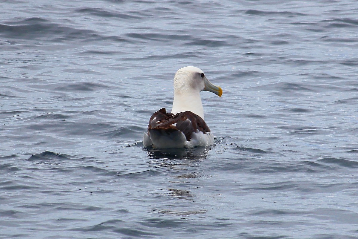White-capped Albatross - Kylie Doecke