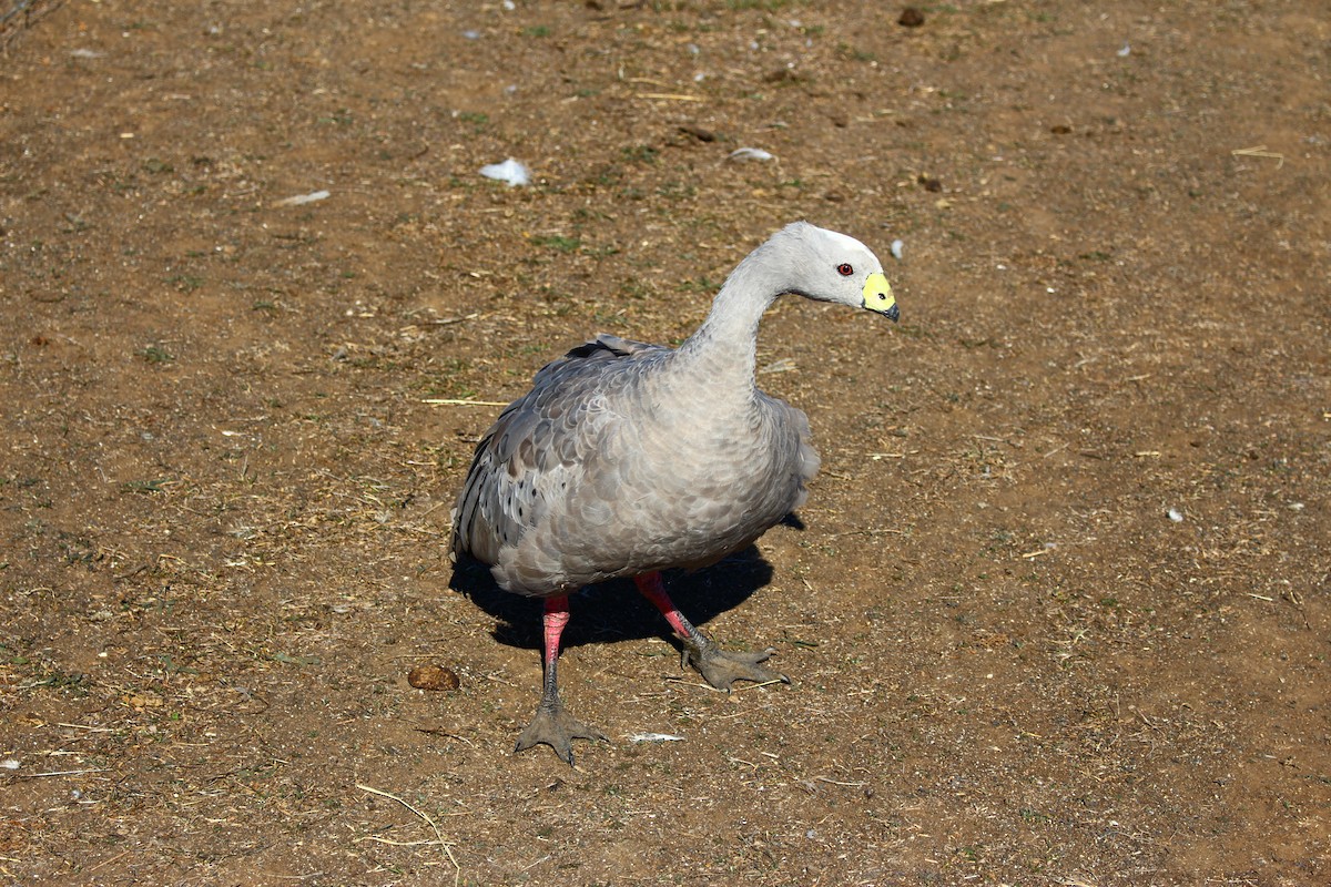 Cape Barren Goose - Kylie Doecke