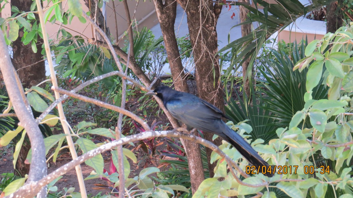 Great-tailed Grackle - ML107528031