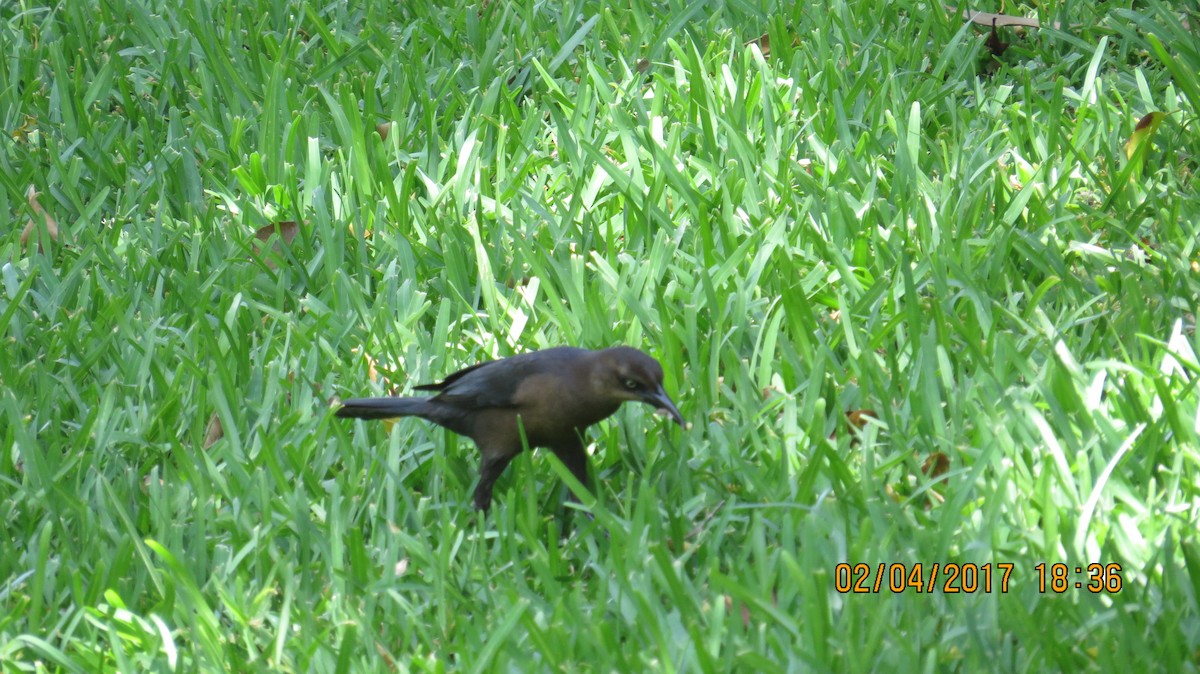Great-tailed Grackle - ML107528051