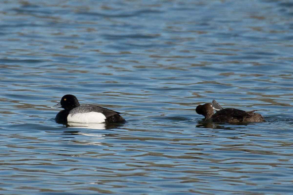 Greater Scaup - Gerry Gerich