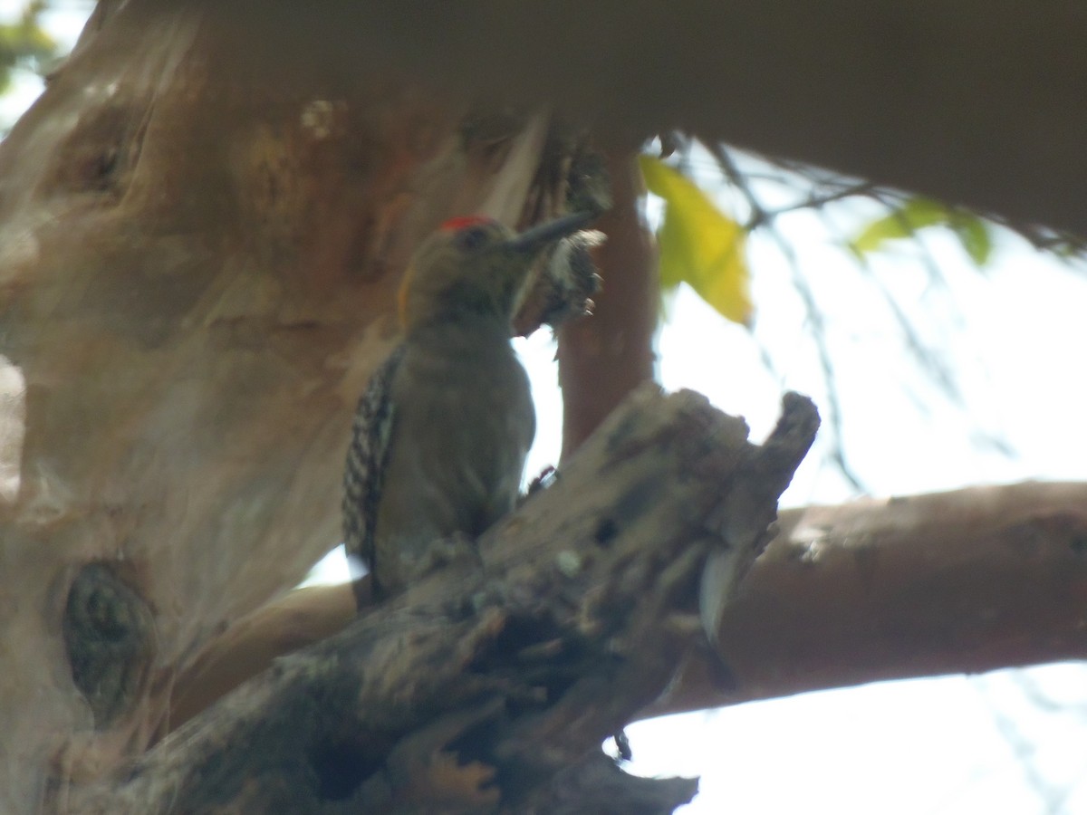 Red-crowned Woodpecker - ML107529821