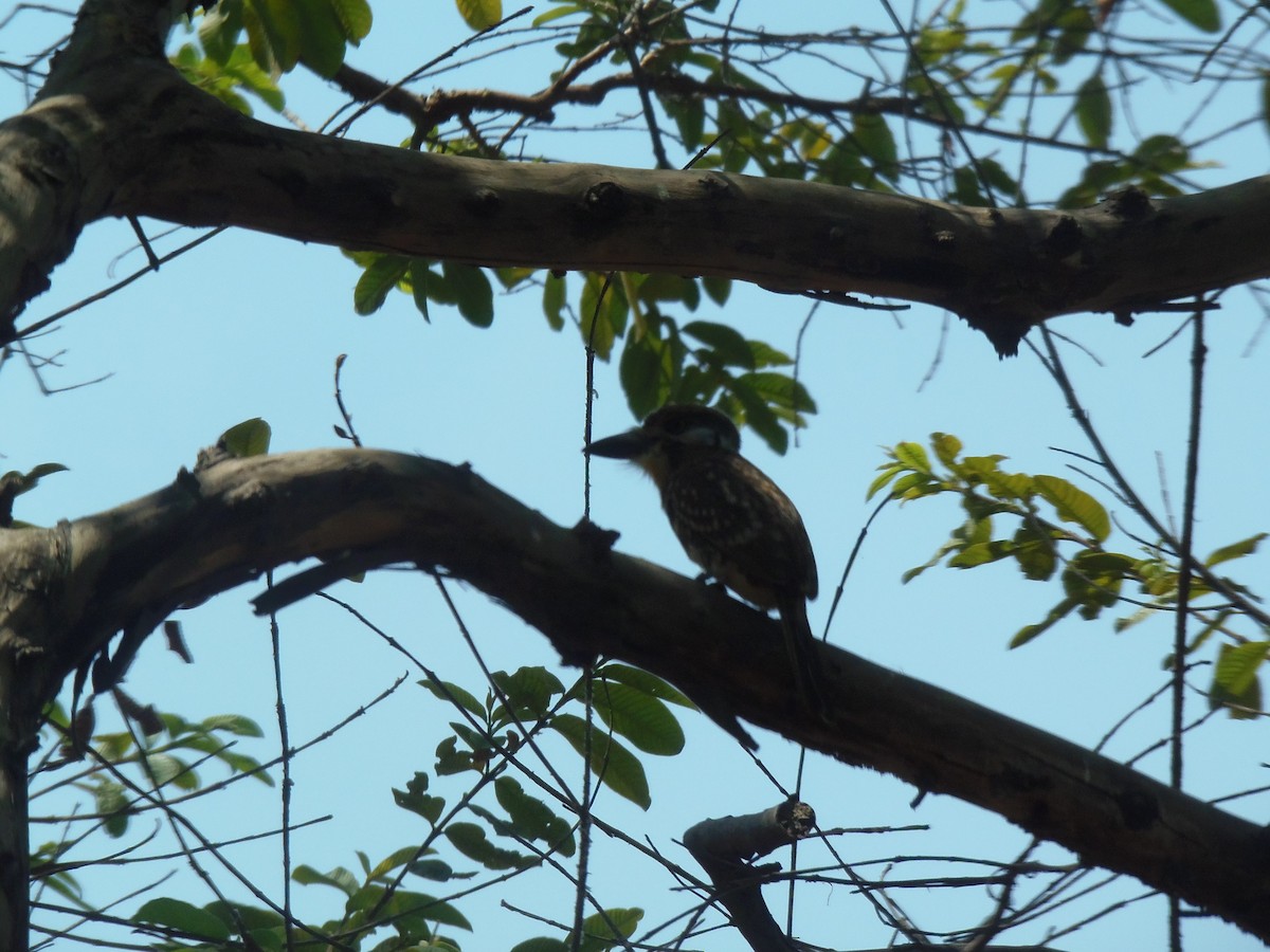 Two-banded Puffbird - ML107532031