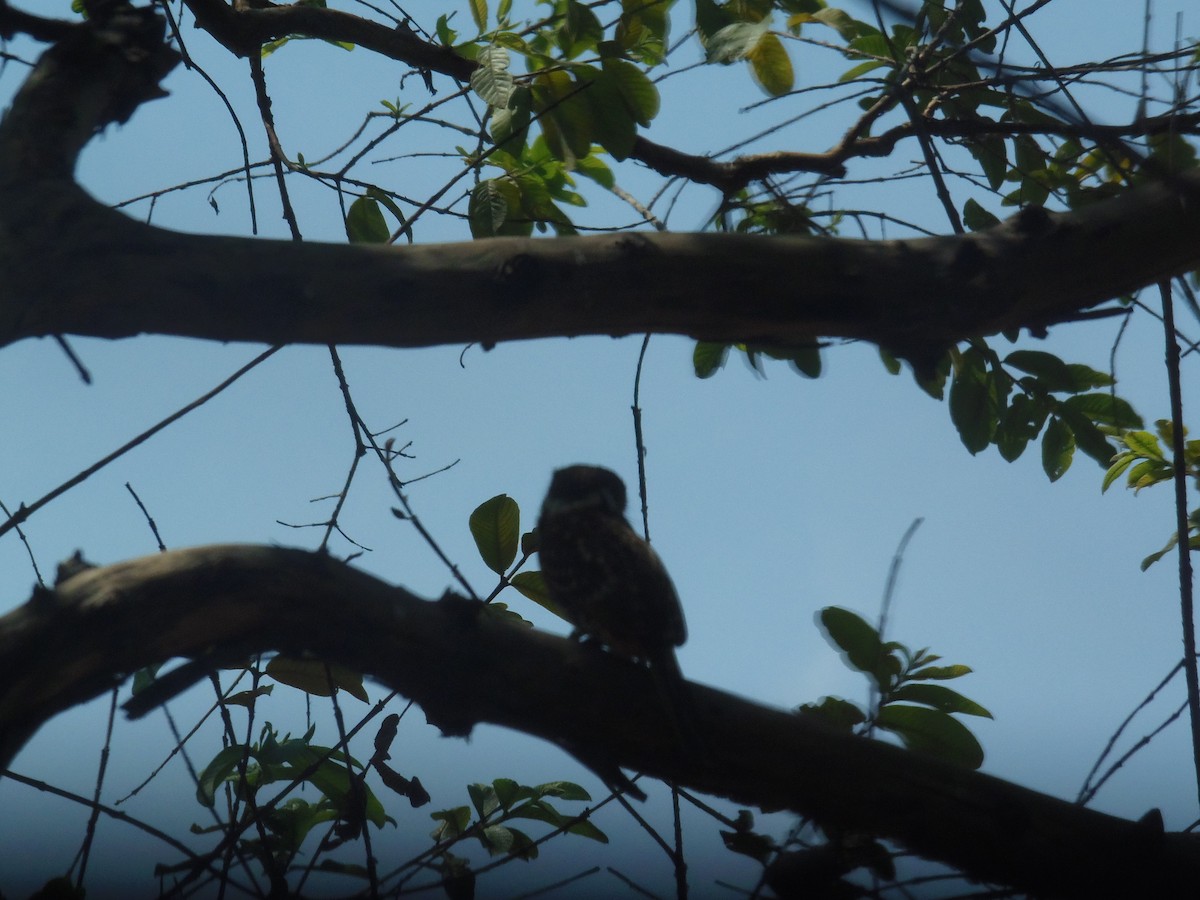 Two-banded Puffbird - ML107532081