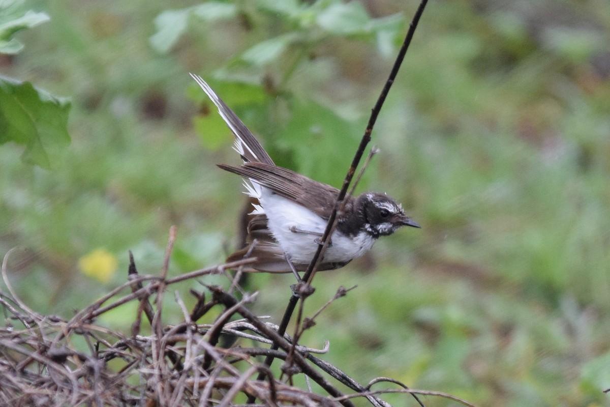 White-browed Fantail - Magesh Ram