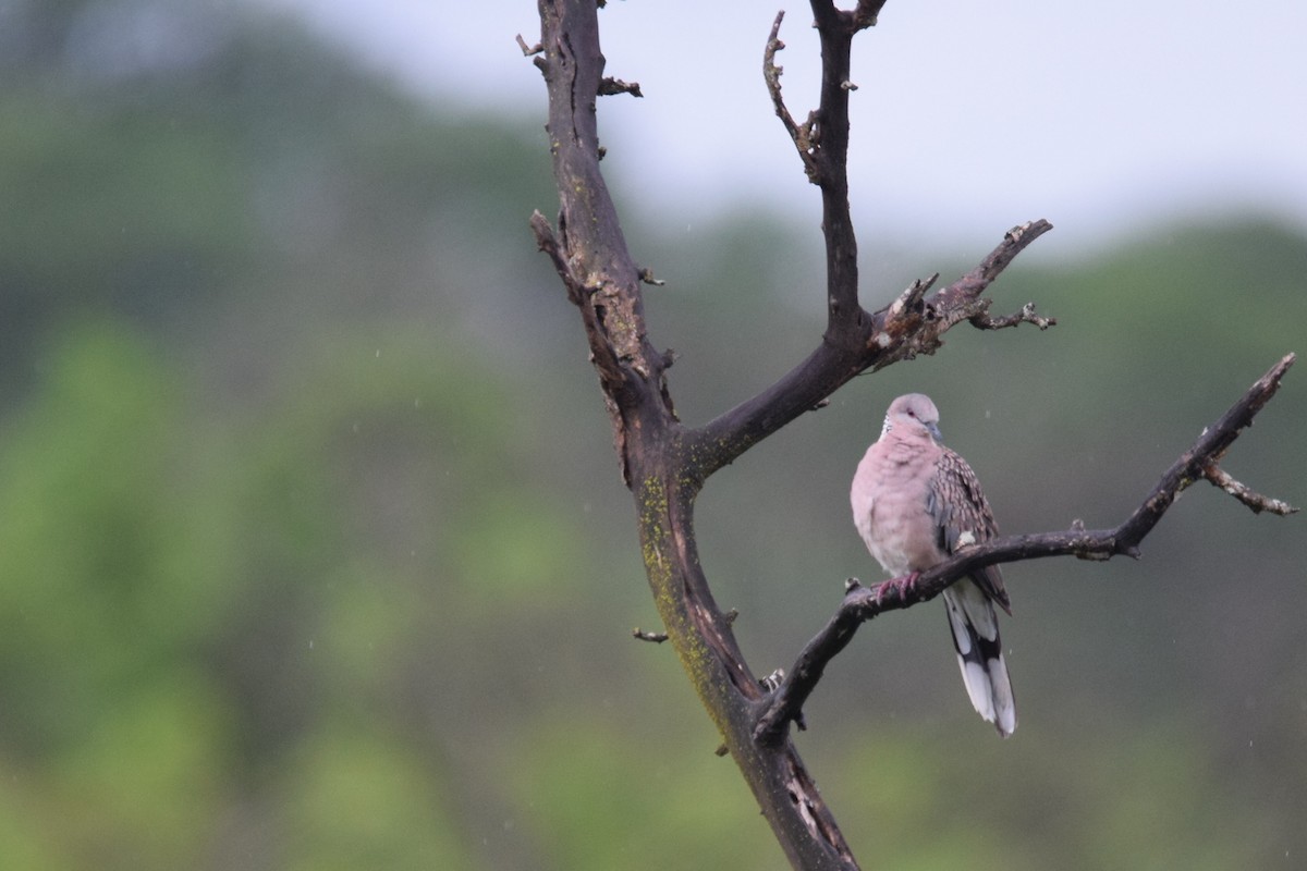 Spotted Dove - ML107534501