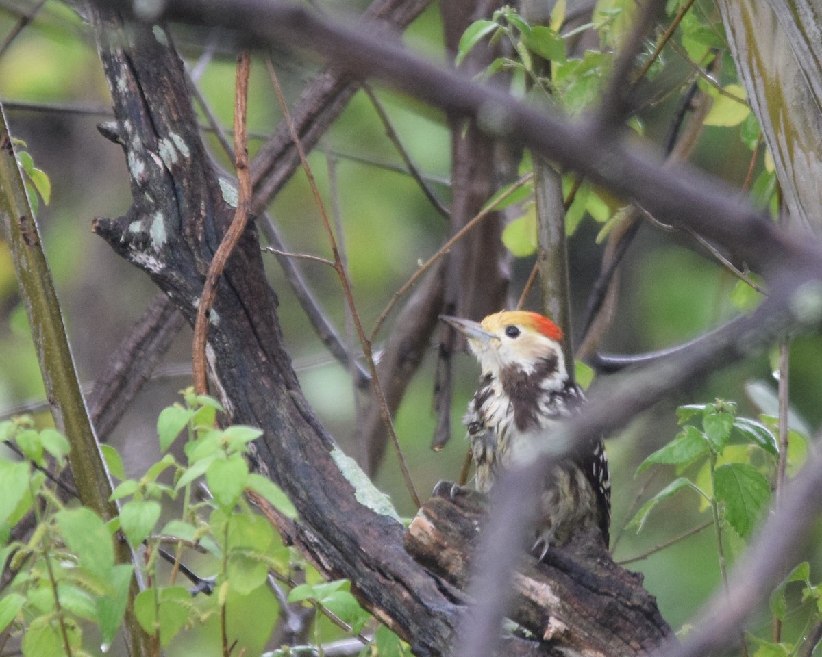 Yellow-crowned Woodpecker - ML107535381