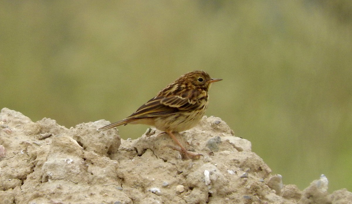 Meadow Pipit - ML107535411