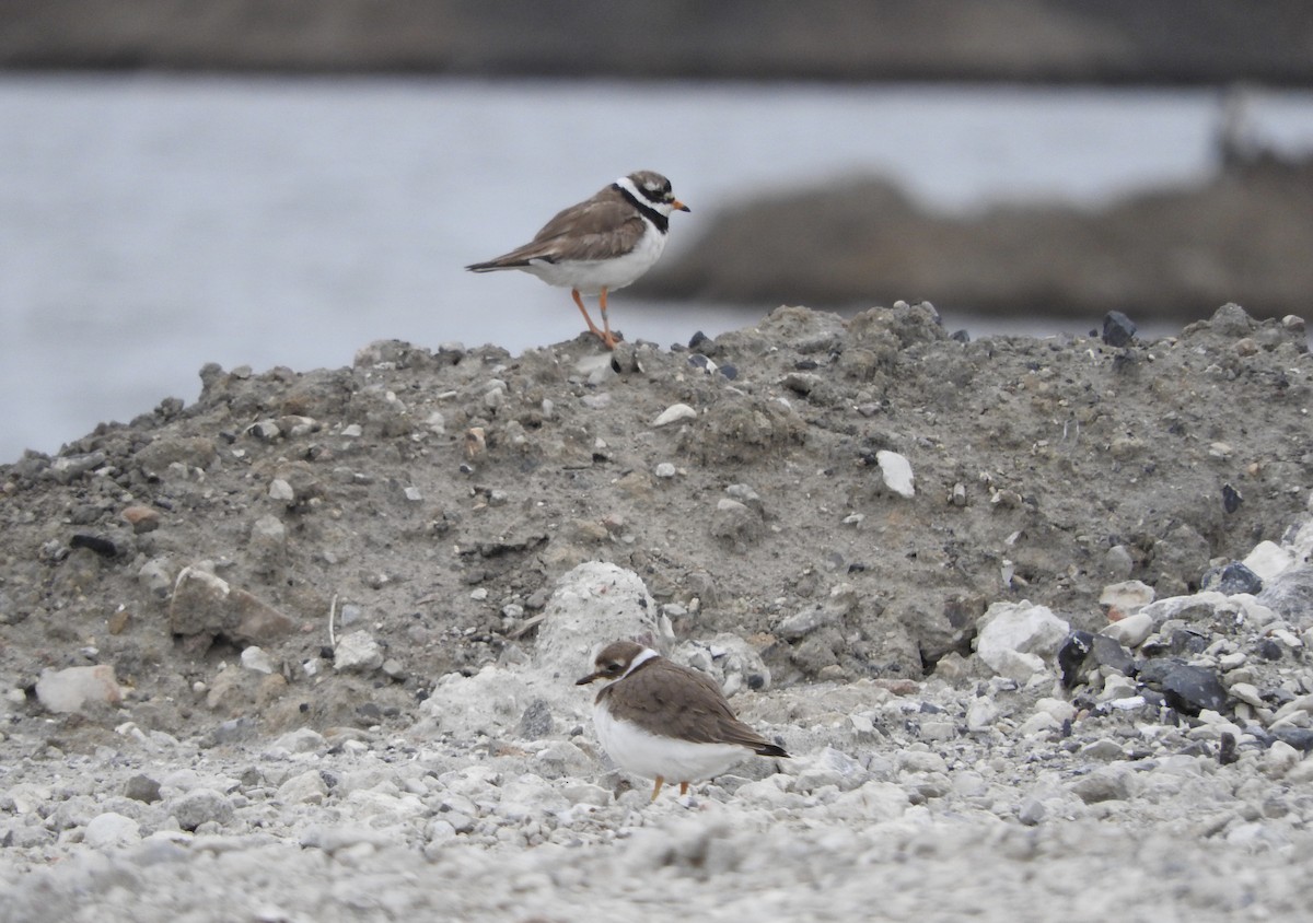 Common Ringed Plover - ML107535531