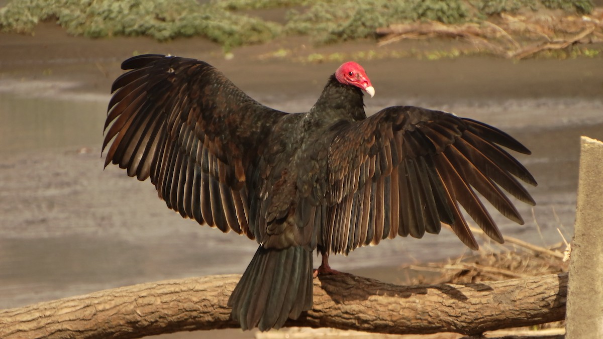 Turkey Vulture - ML107537971