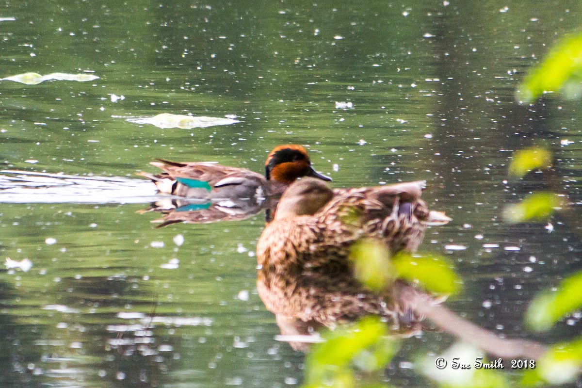 Green-winged Teal - ML107540411