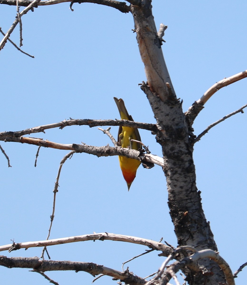 Western Tanager - adam zions