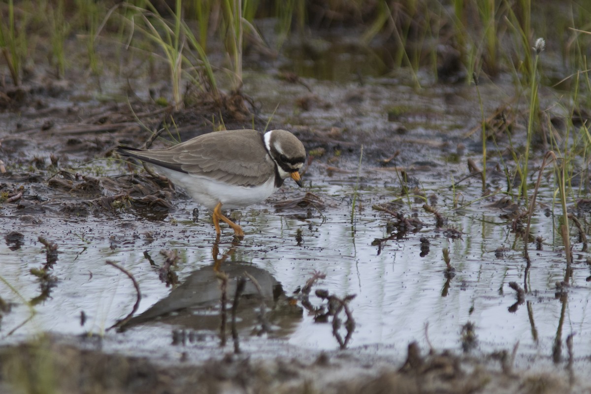 Common Ringed Plover - ML107540781